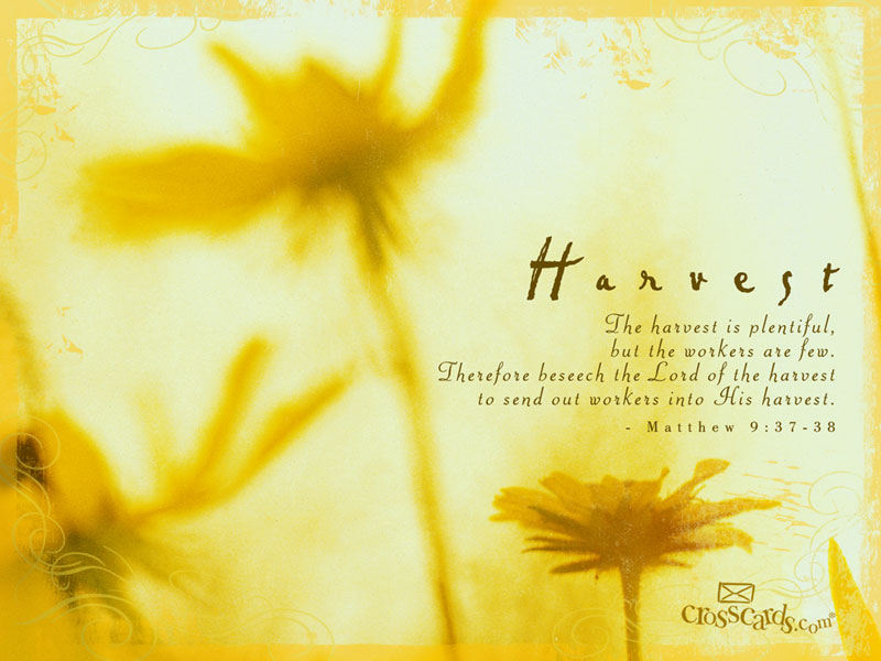 harvest definition bible