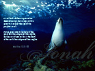 Jonah - Wallpaper