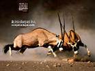 July 2012 - Iron Sharpens Iron - Wallpaper