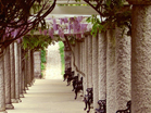 Pathway - Wallpaper