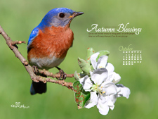 Oct 2012 Bird - Wallpaper