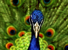 Peacock  - Wallpaper