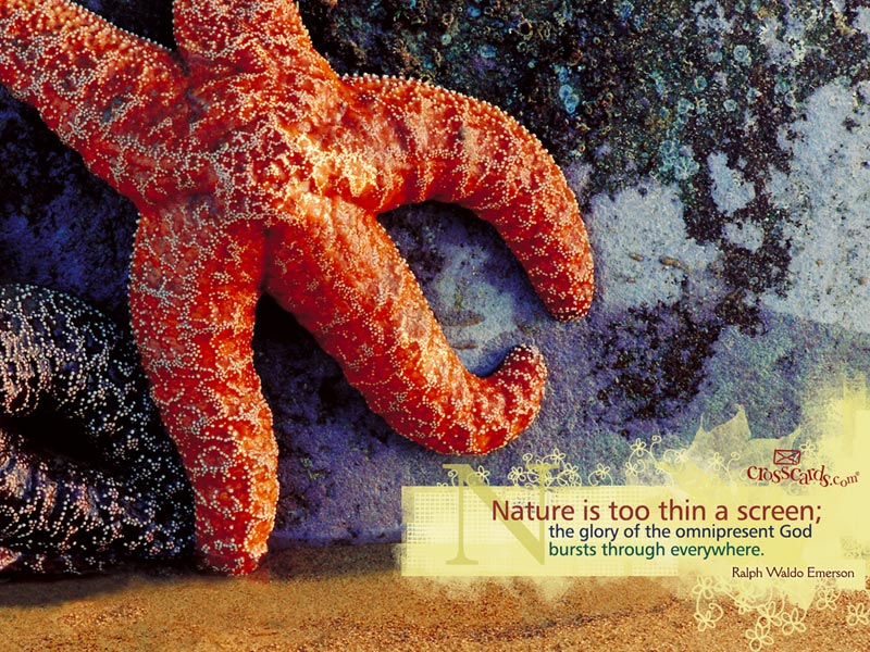 starfish wallpaper. More Animals Wallpaper