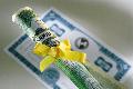 The Cross & the Pen: A Girl & Her Money 