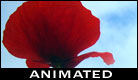 Flanders Fields