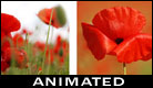 Happy Remembrance Day