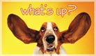 What's Up? - Ecard