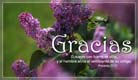 Gracias - Ecard