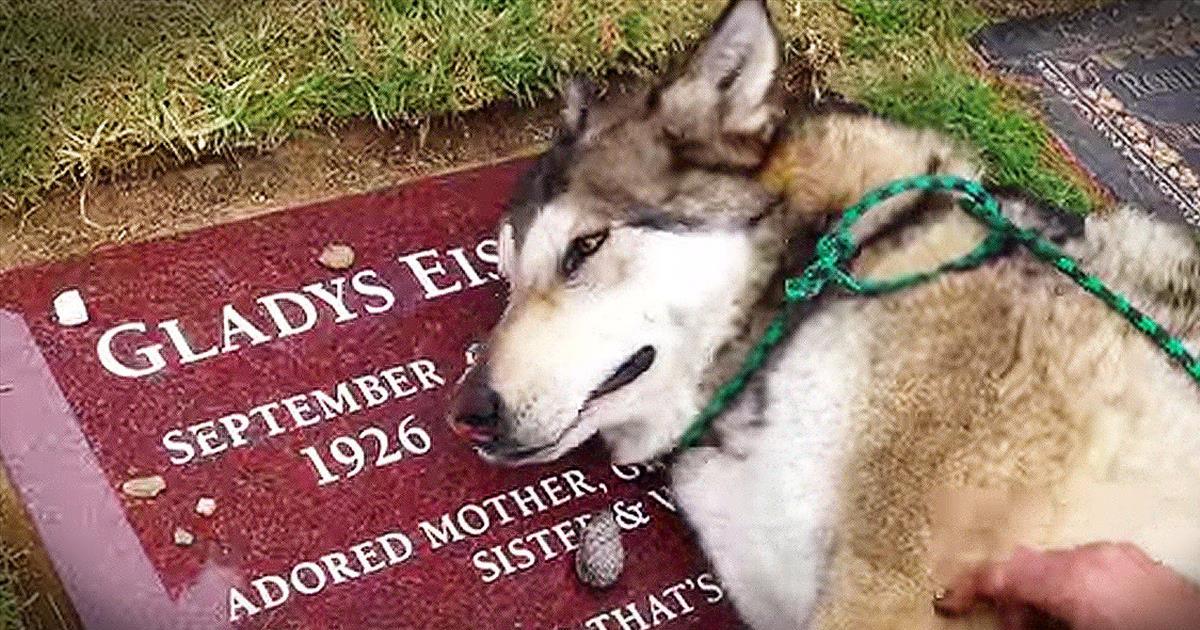 Heartbroken Dog Cries On Owner’s Grave - Inspirational Videos