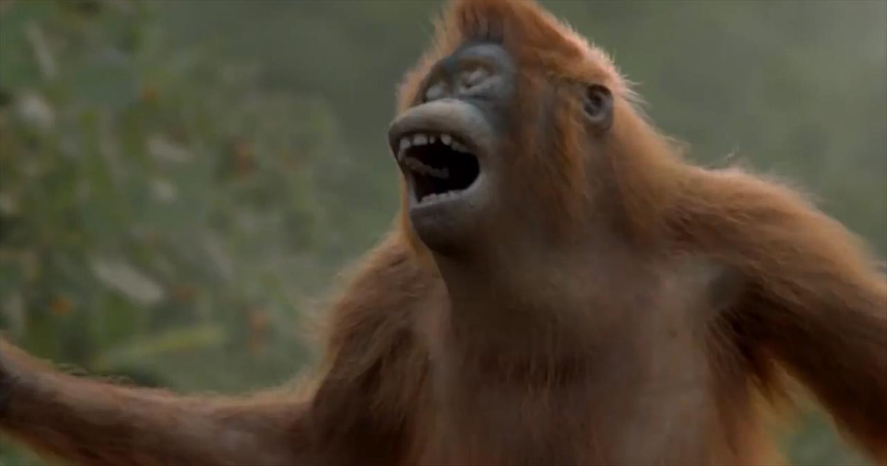 Funny Orangutan Has Best Dance Moves We've Ever Seen ...