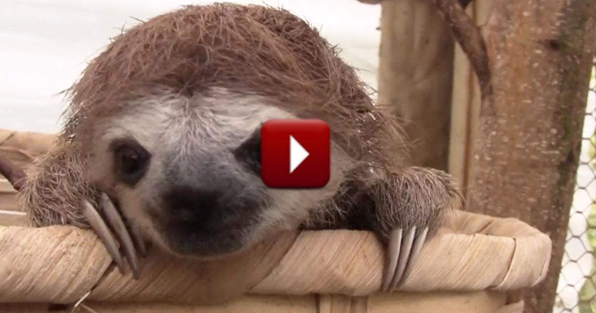 Baby Sloths Make the Most ADORABLE Sounds Cute Videos