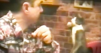 This Kitty's Human Is Deaf. So She Learned His Language. And It's SO Precious!