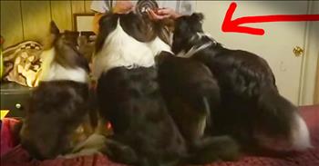 Dog Begs For Treats In The Most Hilarious Way!