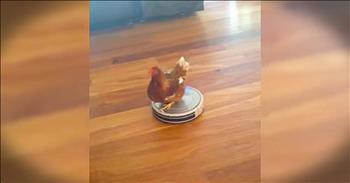 Chicken On A Roomba Will Make Your Day