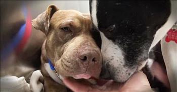 2 Homeless Pitbulls' Amazing Rescue Gives You All The Feels