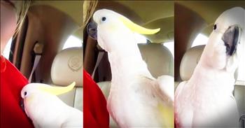 Precious Cockatoo Playing Peekaboo Will Make Your Day