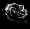 4love4ever