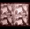 4rosegranger