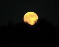 cyzygy