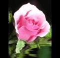 dianamartin312