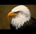 eagle71