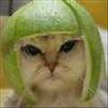 greatgreengoogles