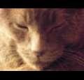howcat1995