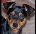 ilovedogs1
