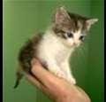 kitties