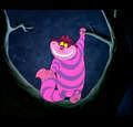 kittylover442