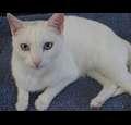 kittyrescue