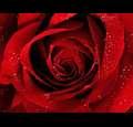 lovet3