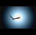 rockwithwings