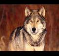 thestarwolf