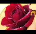 wantmoreofhim