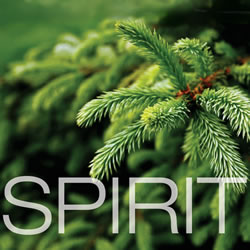 Christmas Tree or Fruit Tree Righteousness?