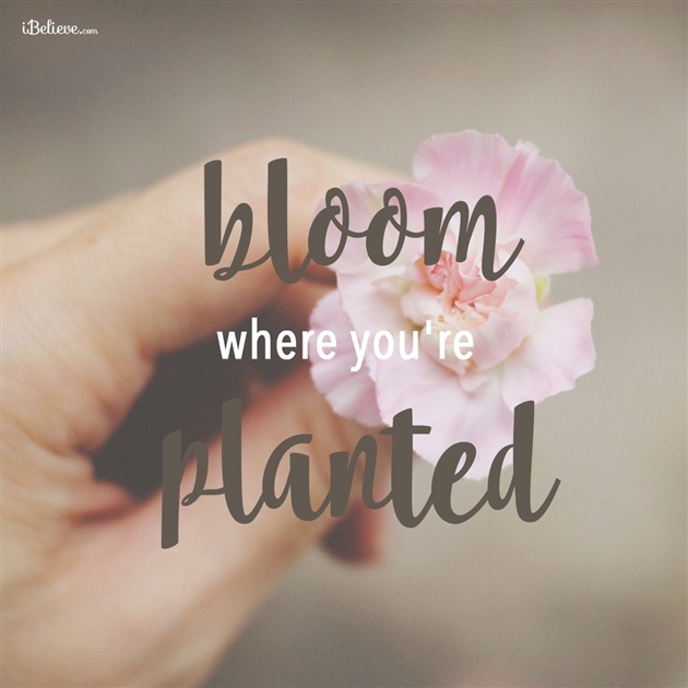 Bloom Where You're Planted - Your Daily Verse