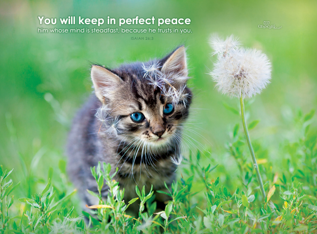 Perfect Peace Desktop Wallpaper - Free Animals Backgrounds