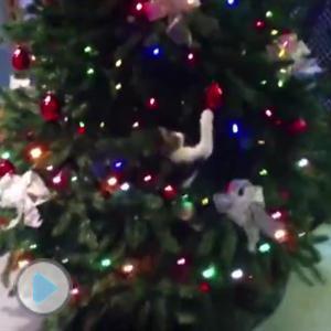 Cute Cats Can't Resist Climbing Christmas Trees - Cute Videos